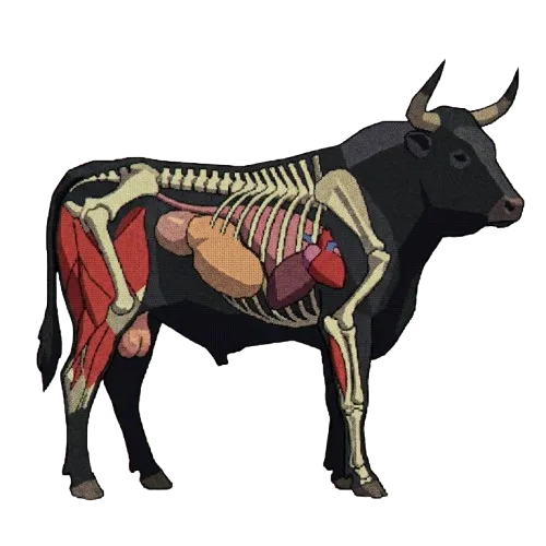 the bull project