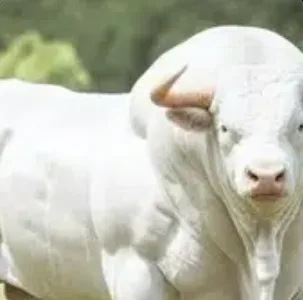 the white brahman